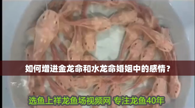 如何增進金龍命和水龍命婚姻中的感情？ 如何增進金龍命和水龍命婚姻中的感情？ 龍魚百科