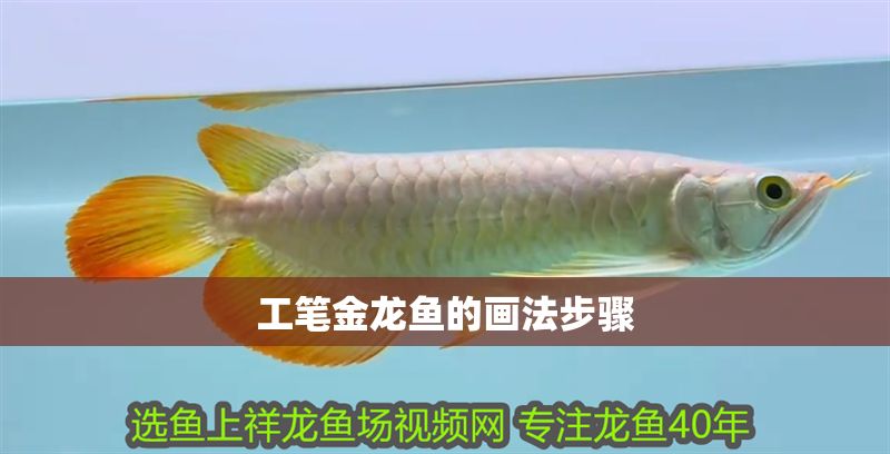 工筆金龍魚的畫法步驟