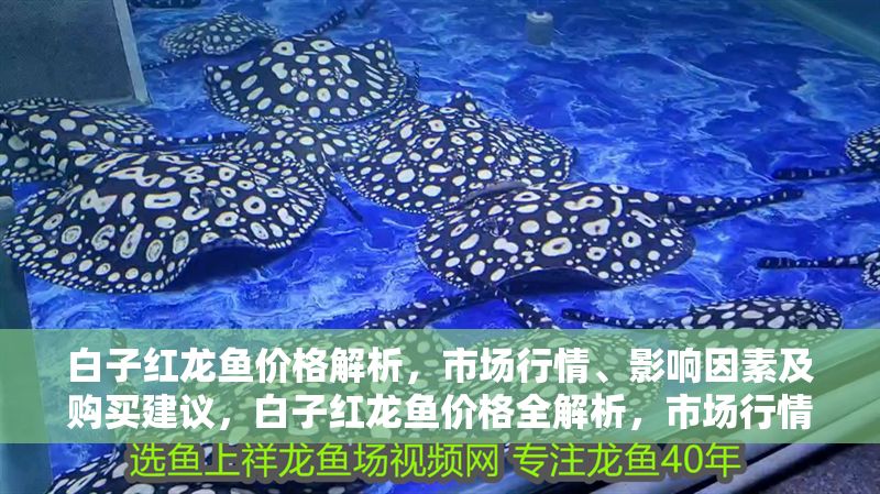 白子紅龍魚價格解析，市場行情、影響因素及購買建議，白子紅龍魚價格全解析，市場行情、影響因素與選購指南 白子紅龍魚價格解析，市場行情、影響因素及購買建議，白子紅龍魚價格全解析，市場行情、影響因素與選購指南 龍魚百科 第1張