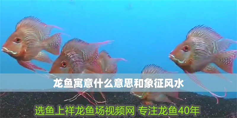 龍魚寓意什么意思和象征風水