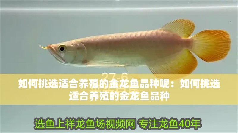 如何挑選適合養殖的金龍魚品種呢：如何挑選適合養殖的金龍魚品種