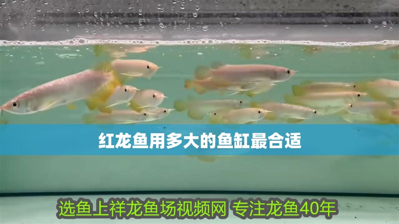 紅龍魚用多大的魚缸最合適