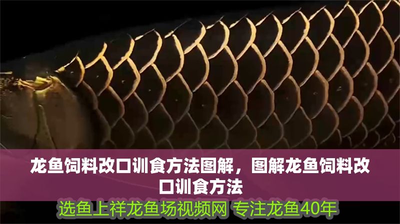 龍魚飼料改口訓食方法圖解，圖解龍魚飼料改口訓食方法