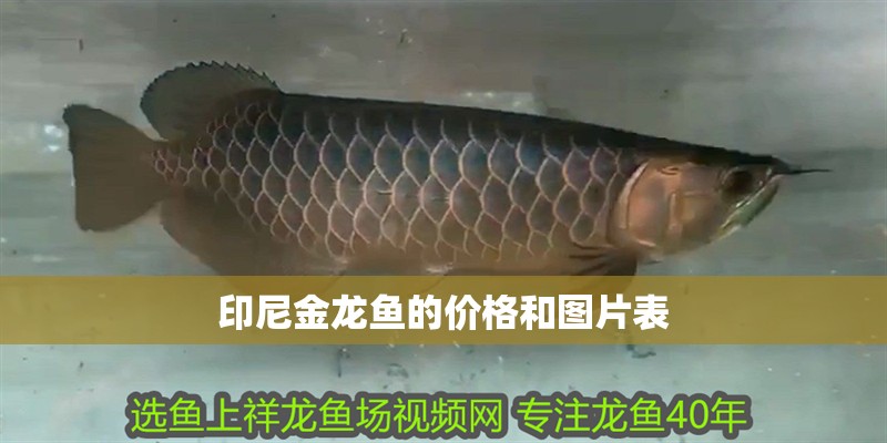印尼金龍魚的價格和圖片表 印尼金龍魚的價格和圖片表 龍魚百科