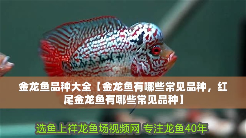 金龍魚品種大全【金龍魚有哪些常見品種，紅尾金龍魚有哪些常見品種】