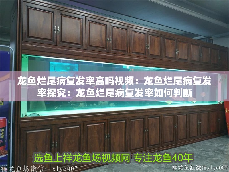 龍魚爛尾病復發率高嗎視頻：龍魚爛尾病復發率探究：龍魚爛尾病復發率如何判斷