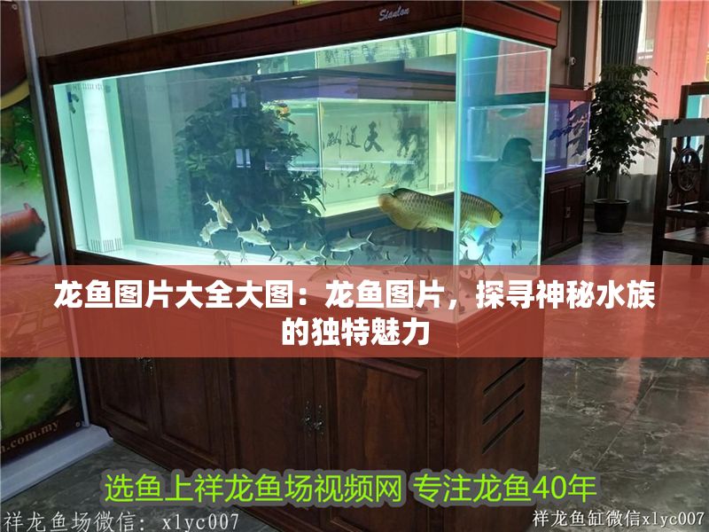 龍魚圖片大全大圖：龍魚圖片，探尋神秘水族的獨特魅力