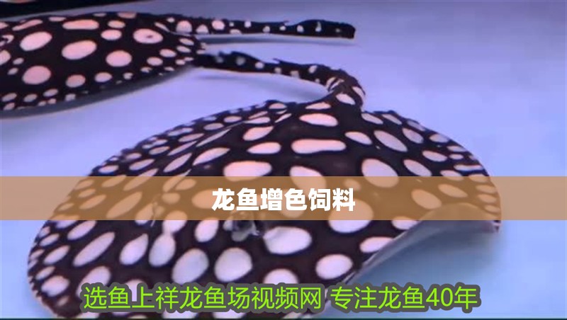 龍魚增色飼料 龍魚增色飼料 龍魚百科