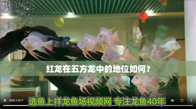 紅龍在五方龍中的地位如何？