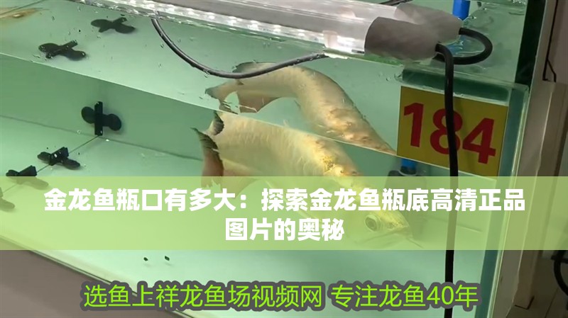 金龍魚瓶口有多大：探索金龍魚瓶底高清正品圖片的奧秘