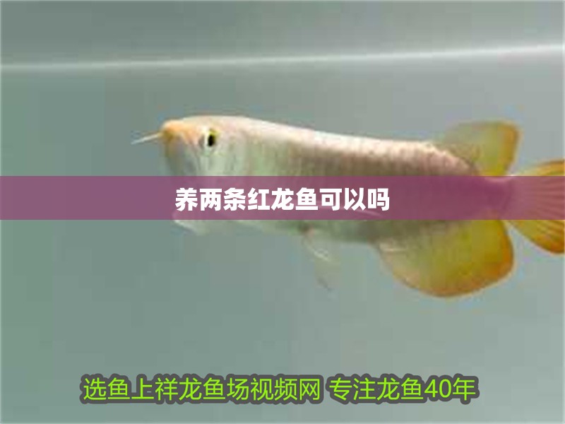 養兩條紅龍魚可以嗎