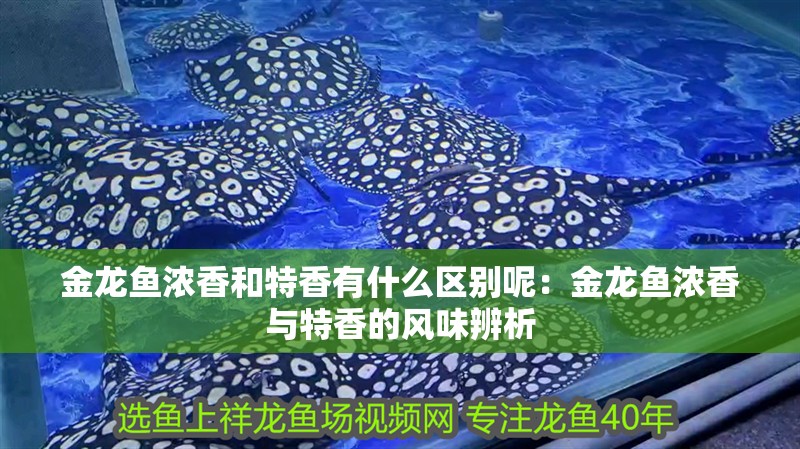 金龍魚濃香和特香有什么區別呢：金龍魚濃香與特香的風味辨析