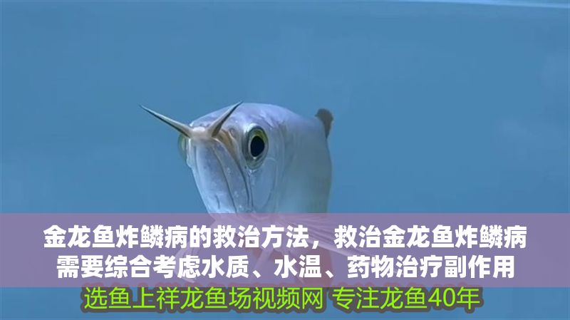 金龍魚炸鱗病的救治方法，救治金龍魚炸鱗病需要綜合考慮水質、水溫、藥物治療副作用