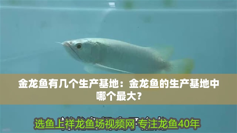金龍魚(yú)有幾個(gè)生產(chǎn)基地：金龍魚(yú)的生產(chǎn)基地中哪個(gè)最大？
