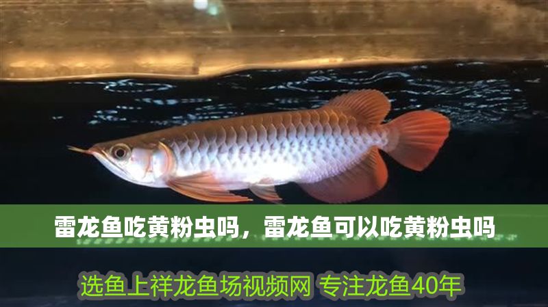 雷龍魚吃黃粉蟲嗎，雷龍魚可以吃黃粉蟲嗎