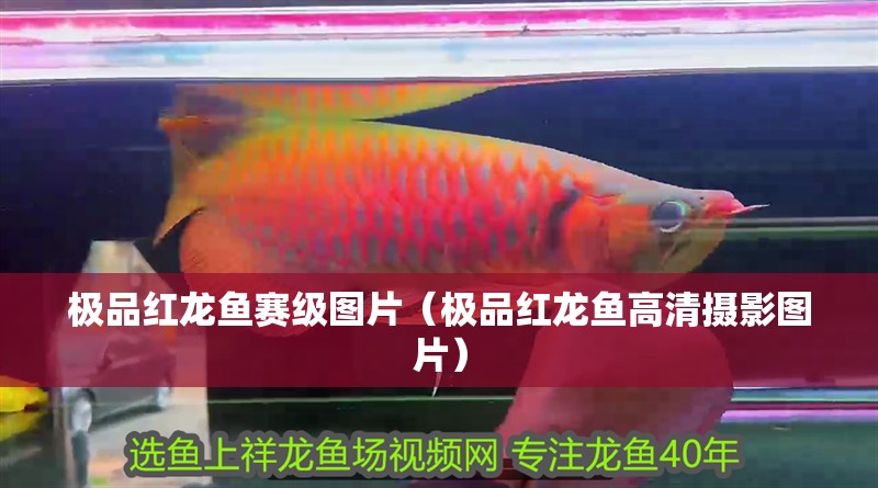 極品紅龍魚賽級圖片（極品紅龍魚高清攝影圖片）