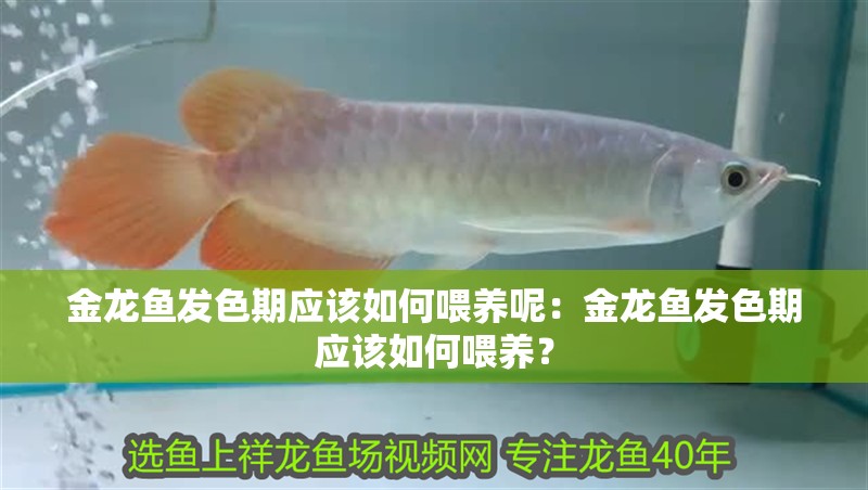 金龍魚發色期應該如何喂養呢：金龍魚發色期應該如何喂養？ 金龍魚發色期應該如何喂養呢：金龍魚發色期應該如何喂養？ 水族問答