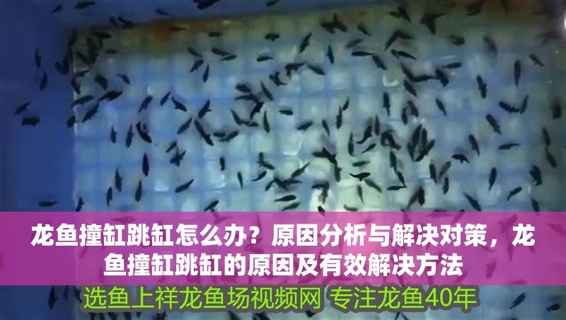 龍魚撞缸跳缸怎么辦？原因分析與解決對策，龍魚撞缸跳缸的原因及有效解決方法
