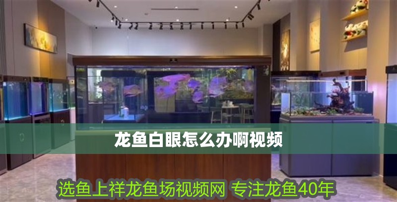 龍魚白眼怎么辦啊視頻