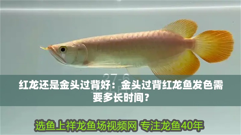 紅龍還是金頭過背好：金頭過背紅龍魚發色需要多長時間？
