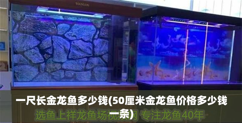一尺長金龍魚多少錢(50厘米金龍魚價格多少錢一條)