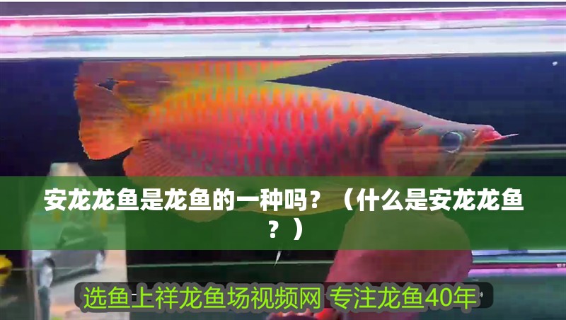 安龍龍魚是龍魚的一種嗎？（什么是安龍龍魚？）