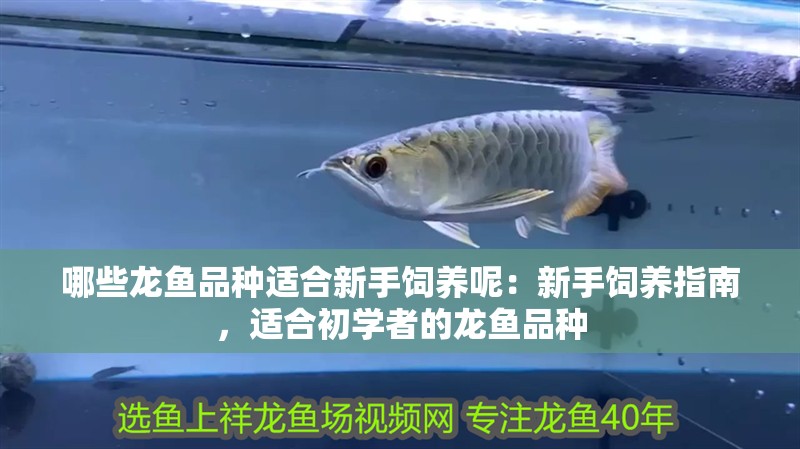 哪些龍魚品種適合新手飼養(yǎng)呢：新手飼養(yǎng)指南，適合初學(xué)者的龍魚品種