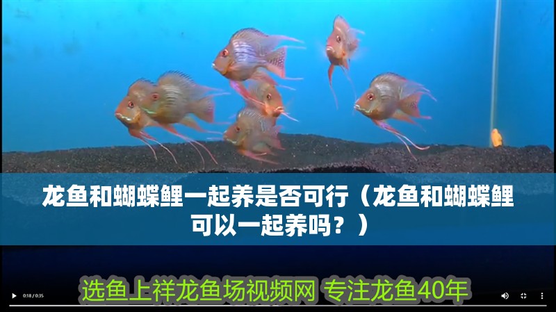 龍魚和蝴蝶鯉一起養是否可行（龍魚和蝴蝶鯉可以一起養嗎？）