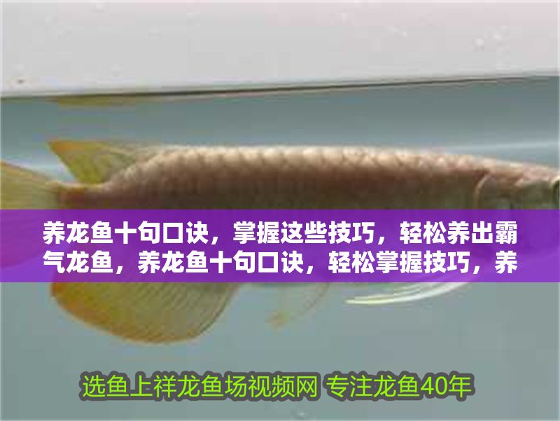 養龍魚十句口訣，掌握這些技巧，輕松養出霸氣龍魚，養龍魚十句口訣，輕松掌握技巧，養出霸氣龍魚