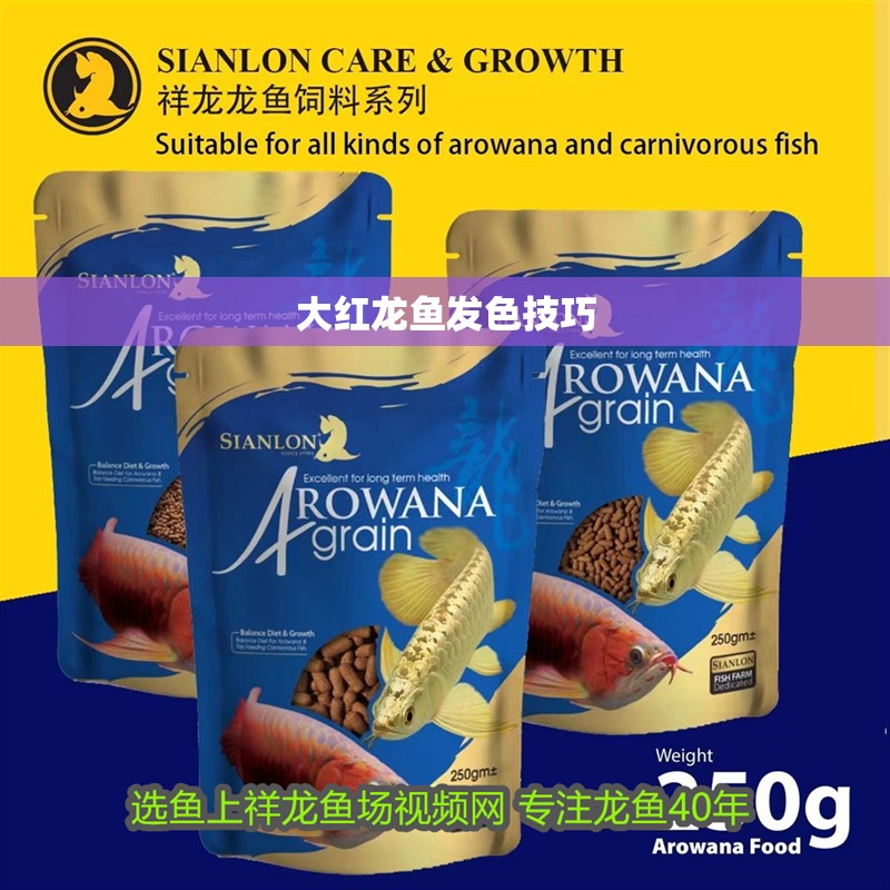 大紅龍魚發(fā)色技巧