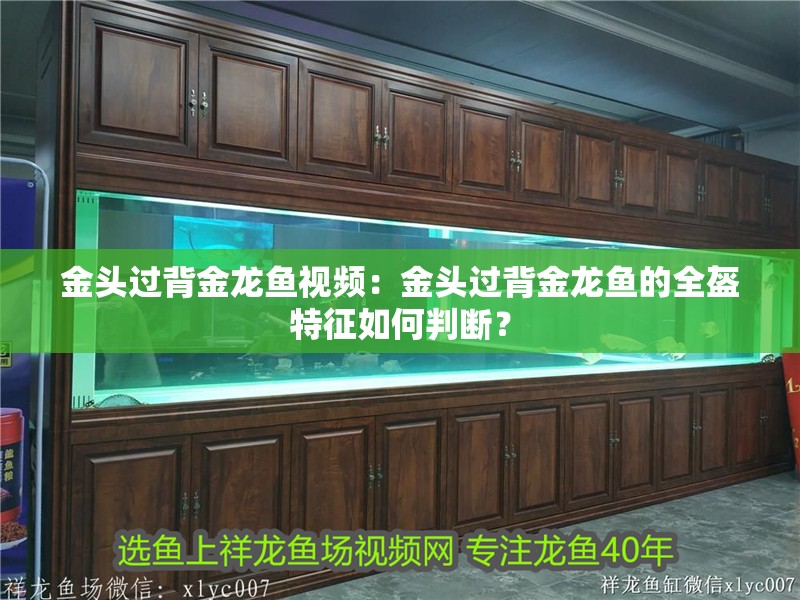 金頭過背金龍魚視頻：金頭過背金龍魚的全盔特征如何判斷？