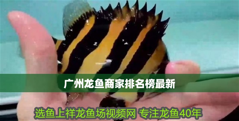 廣州龍魚商家排名榜最新
