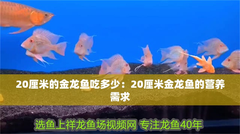 龍魚干蝦有營養嗎 20厘米的金龍魚吃多少:20厘米金龍魚的營養需求 水族問答 20厘米的金龍魚吃多少:20厘米金龍魚的營養需求 20厘米的金龍魚吃多少:20厘米金龍魚的營養需求 水族問答