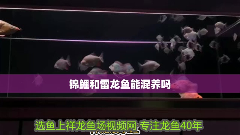 錦鯉和雷龍魚能混養嗎