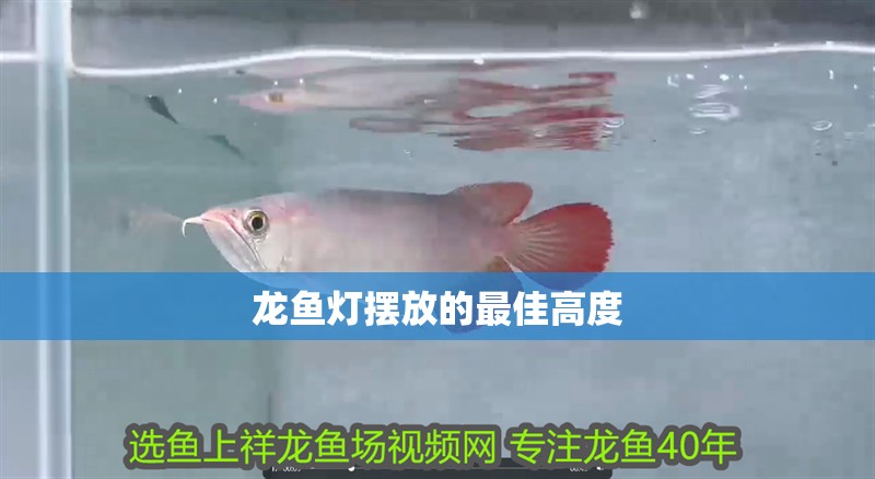 魚缸過濾器選購指南:自制魚缸過濾器魚缸上置過濾器對于養魚愛好者的必備知識 龍魚燈擺放的最佳高度 龍魚百科 龍魚燈擺放的最佳高度 龍魚燈擺放的最佳高度 龍魚百科