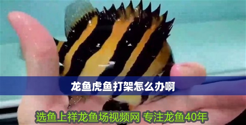 龍魚虎魚打架怎么辦啊