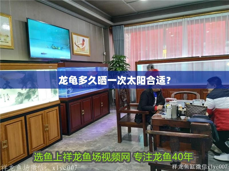 龍龜多久曬一次太陽合適？