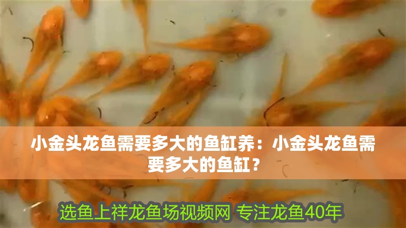 小金頭龍魚需要多大的魚缸養(yǎng)：小金頭龍魚需要多大的魚缸？