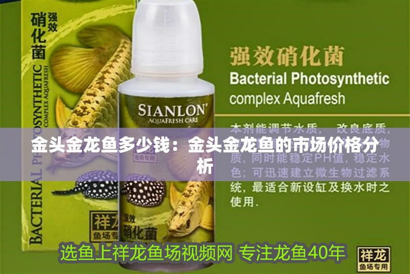 金頭金龍魚(yú)多少錢(qián)：金頭金龍魚(yú)的市場(chǎng)價(jià)格分析