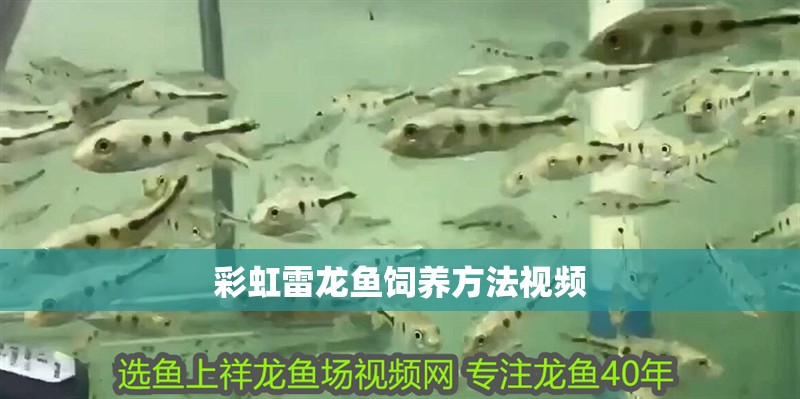彩虹雷龍魚飼養方法視頻