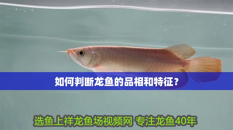 如何判斷龍魚的品相和特征？