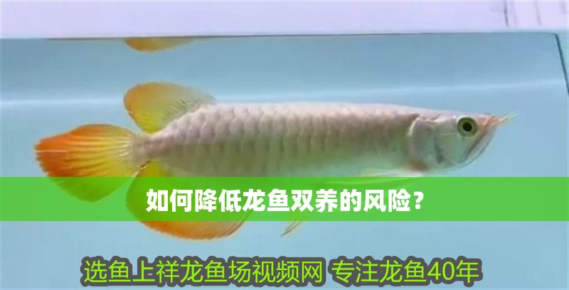 如何降低龍魚雙養(yǎng)的風險？