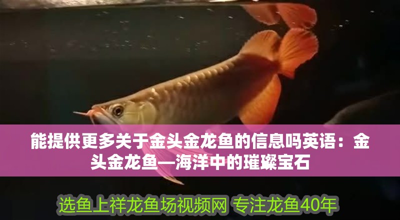 能提供更多關(guān)于金頭金龍魚的信息嗎英語：金頭金龍魚—海洋中的璀璨寶石