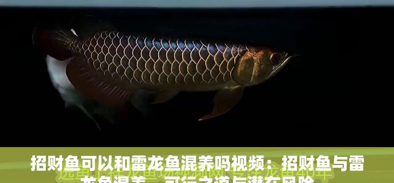 招財魚可以和雷龍魚混養(yǎng)嗎視頻：招財魚與雷龍魚混養(yǎng)，可行之道與潛在風(fēng)險