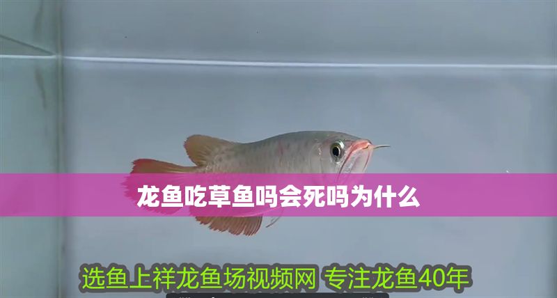 龍魚吃草魚嗎會(huì)死嗎為什么