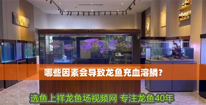哪些因素會導致龍魚充血溶鱗？ 哪些因素會導致龍魚充血溶鱗？ 龍魚百科