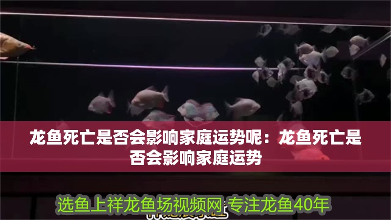 龍魚死亡是否會影響家庭運勢呢：龍魚死亡是否會影響家庭運勢