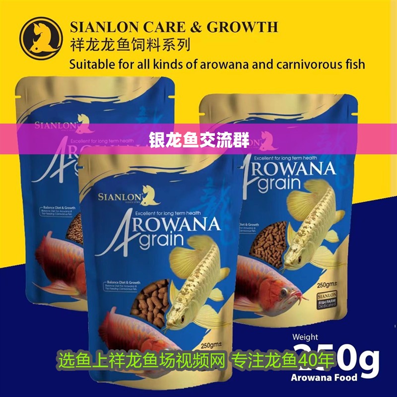 銀龍魚交流群 銀龍魚交流群 龍魚百科