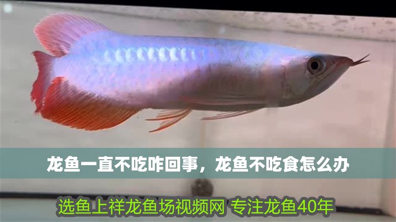 龍魚一直不吃咋回事，龍魚不吃食怎么辦
