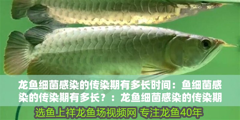 龍魚細菌感染的傳染期有多長時間：魚細菌感染的傳染期有多長？：龍魚細菌感染的傳染期